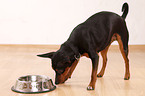 miniature pinscher with feeding dish