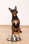 miniature pinscher with feeding dish