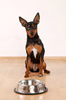 miniature pinscher with feeding dish