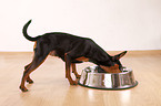 miniature pinscher with feeding dish