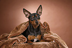 lying miniature pinscher