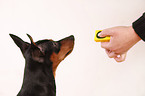 miniature pinscher with clicker