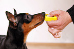 miniature pinscher with clicker