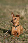 lying Pinscher