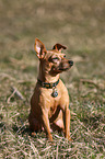 sitting Pinscher