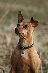 Pinscher portrait