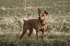 Pinscher