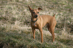 Pinscher