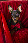 lying Miniature Pinscher