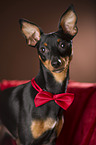 Miniature Pinscher portrait