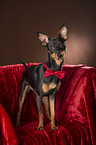 standing Miniature Pinscher