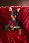 lying Miniature Pinscher