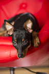 lying Miniature Pinscher