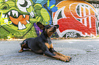 lying Miniature Pinscher
