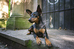 lying Miniature Pinscher