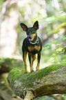 standing Miniature Pinscher