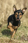 walking Miniature Pinscher