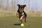 running Miniature Pinscher