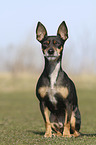 sitting Miniature Pinscher