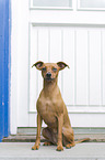 sitting Miniature Pinscher