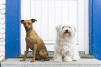 Miniature Pinscher and Havanese