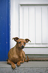 lying Miniature Pinscher