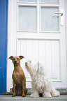 Miniature Pinscher and Havanese