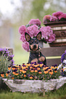 male Miniature Pinscher