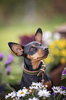 male Miniature Pinscher