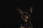 Miniature Pinscher