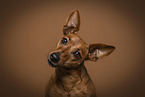 Miniature Pinscher