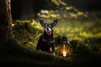 Miniature Pinscher