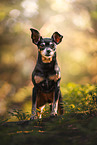 Miniature Pinscher