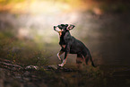 Miniature Pinscher