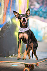 Miniature Pinscher