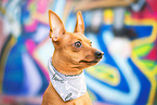 Miniature Pinscher