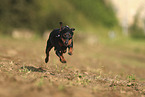 Miniature Pinscher