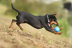 Miniature Pinscher