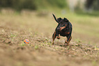 Miniature Pinscher