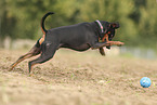 Miniature Pinscher