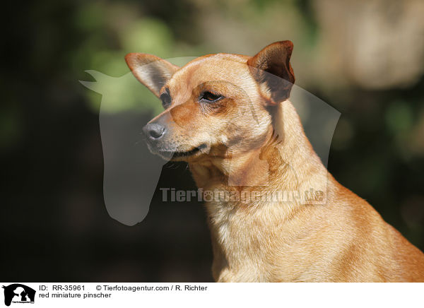 red miniature pinscher / RR-35961