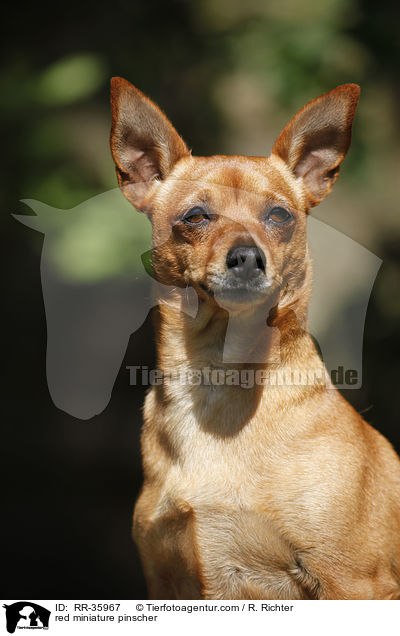 red miniature pinscher / RR-35967