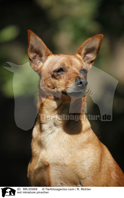 red miniature pinscher / RR-35968