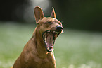Miniature Pinscher portrait