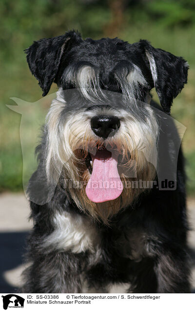 Miniature Schnauzer Portrait / SS-03386