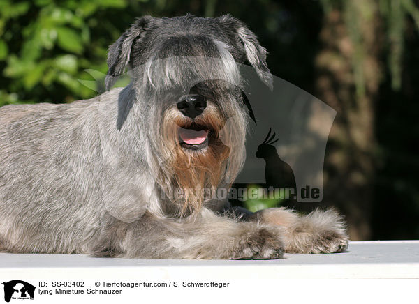 liegender Zwergschnauzer / lying Miniature Schnauzer / SS-03402