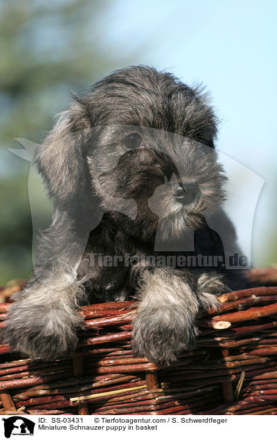 Miniature Schnauzer puppy in basket / SS-03431
