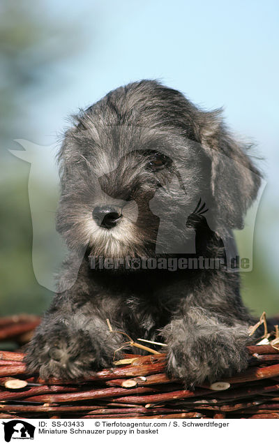 Miniature Schnauzer puppy in basket / SS-03433