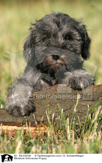 Miniature Schnauzer Puppy / SS-03436