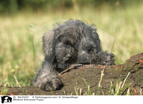 Zwergschnauzer Welpe / Miniature Schnauzer Puppy / SS-03437